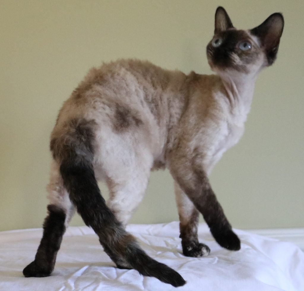 Picture of pointed Devon Rex