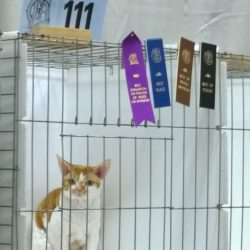 Tennessee Valley Cat Fanciers 40th Annual CFA Allbreed Show – Knoxville, TN – Mar. 25-26, 2017