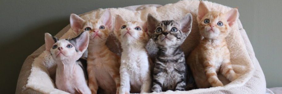 5 Devon Rex kittens in a cat bed