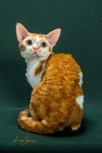 picture of red tabby Devon Rex male cat