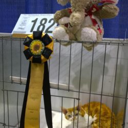 Cotton States CFA Show – Duluth, GA Nov. 4-5, 2017