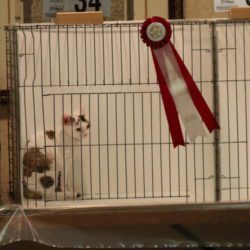 Star City Cat Fanciers CFA Show, Roanoke, VA – Jan 27-28, 2018